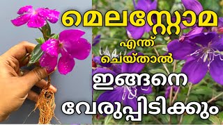 Melastoma rootingമെലസ്റ്റോമ വേരുപിടിപ്പിക്കാംhow to grow MELASTOMA from cutting Malayalam [upl. by Einnol]