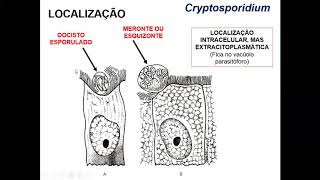 Cryptosporidium aula 1 [upl. by Ajuna]