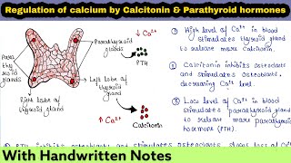 Calcitonin and Parathyroid hormone PTH  Regulation of Calcium ions in blood [upl. by Froemming210]