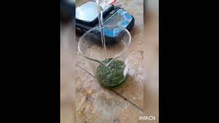 PREPARATION OF PLANT EXTRACTLEAF EXTRACT chemistrywitharoobaandmarw7745 [upl. by Assirat698]