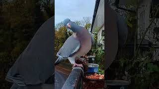 Wood Pigeon Is Anyone There No Time To Eat Then  Balcony Bird Table [upl. by Annovoj]