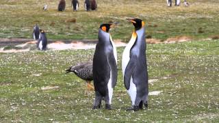 King Penguins During Mating Season [upl. by Mumford986]