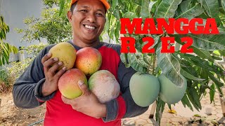 Mangga R2E2 dan mangga AGRIMANIA [upl. by Hares]