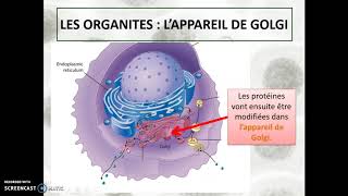 Cours 5b  La cellule cytoplasme [upl. by Fromma]