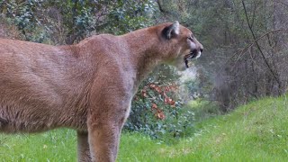 The Powerful Puma Screams [upl. by Antone63]