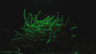 Biofluoresence in the Condylactis gigantea anemone [upl. by Naehgem114]