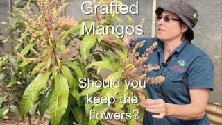 Grafted Mango Fruit Tree Advice Should I cut off the flowers in Spring [upl. by Lang]