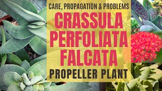 Crassula perfoliata falcata Propeller Plant Care Propagation amp Problems with MOODY BLOOMS [upl. by Gokey62]