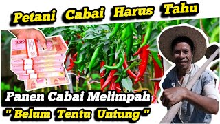 💥 ILMU MAHAL‼️Petani Cabai RUGI TIDAK NONTON 💥 Solusi Harga Cabai Rawit Cabai Merah Kering Tinggi ✅ [upl. by Ikkim]