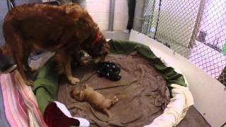 Wild Dog Pups Raised by Golden Retriever [upl. by Shaer]