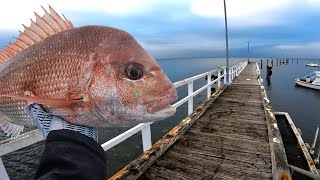 Land Based Pier and Jetty Fishing For Snapper [upl. by Wons]