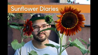 Sunflower Diaries • Growing Different Varieties amp Seed Collecting [upl. by Fredia623]