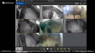 31024 CLF Foaling Livestream [upl. by Auburta20]