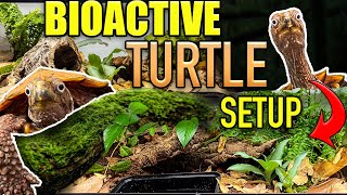 EASY BIOACTIVE TURTLE TANK SETUP  Leaf turtle habitat [upl. by Ilise]