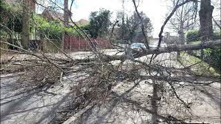 Storm Eunice UK  Tree Falling down on camera Blocking road Camberley [upl. by Frye495]