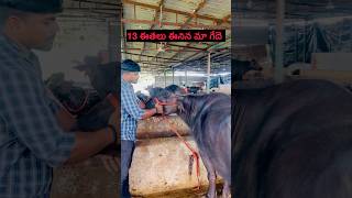 13 ఈతలు ఈనిన మా గేదె 13th Lactation animals in our dairy heifer farming dairy farm [upl. by Dom]