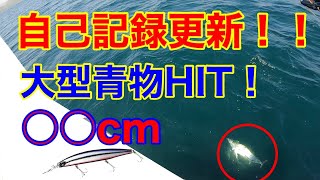 【セットアッパー145sdr】春の大型青物！！自己記録更新！ [upl. by Orabelle]