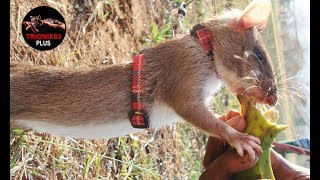 Ratas gigantes – Las ratas mas grandes del mundo – RATA GIGANTE AFRICANA [upl. by Silver]