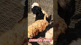 BEAUTIFUL COCKAPOOS PUPPIES cockapoopuppies dogs puppy [upl. by Ateekahs650]