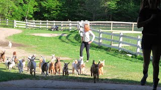 Running of the Goats 2015 Sunflower Farm [upl. by Shepherd]