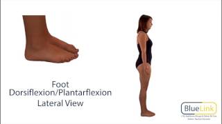 Foot Dorsiflexion Plantarflexion [upl. by Allsun634]