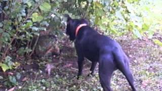 Patterdale terrier Hooligan cornered a groundhog [upl. by Zebaj901]