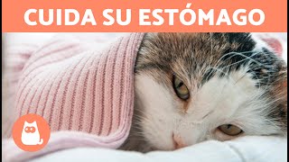 5 REMEDIOS CASEROS para el RESFRIADO en GATOS 🐱✅ ¿Qué le puedo DAR a mi GATO RESFRIADO [upl. by Muslim]