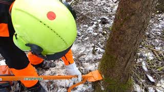 Stihl MS 362 CM und Canad Fällheber im Einsatz bei der Fällung eines kleinen Käferbaums [upl. by Beal]