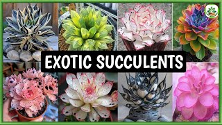 EXOTIC SUCCULENTS  Unusual and Rare Succulent Plants  Plant and Planting [upl. by Maximo]