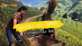 Experience Rice Farming on North Vietnam Terrace Fields  Zonitrip [upl. by Downs]