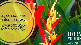 Heliconia plantcare and propagation gardening Malayalam floral [upl. by Cyril]