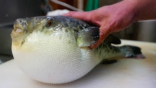 Japanese Street Food  LIVE FUGU PUFFERFISH Puffer Fish Japan [upl. by Hubing543]