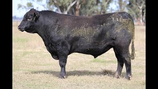 LOT 22 BOORAGUL QUINELLA T118 [upl. by Comethuauc]