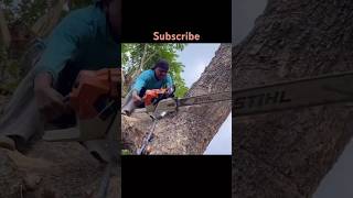 Stihl Ms 881 😱😱😱 shortsfeed trending viralvideo shorts [upl. by Adamik]