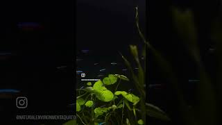 🐠🐠Schooling fish 🐠🐠 aquarium fish aquatic aquaticlife fishtank tetras schoolingfish [upl. by Thorbert]