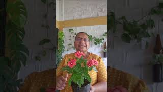 Vincas plantas de solvideoshorts plants jardinfeliz videos [upl. by Dyrrej254]