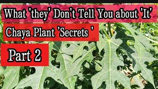 What You Should Know about Chaya Plant Tree Spinach Cnidoscolus aconitifolius Part 2 [upl. by Airetnohs]