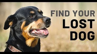 Dog Tracking Collar amp Activity Tracker 2019 [upl. by Shum217]