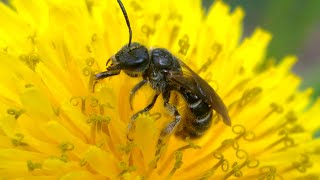 Sweat bee genus Lasioglossum on dandelion [upl. by Hooke]