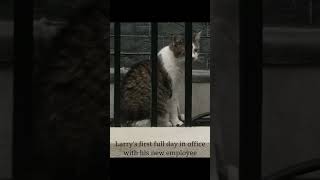 His first day with his new boss  Larry the Dowing Street cat [upl. by Eanod439]