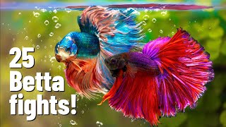 25 Betta fish fights with Divider [upl. by Hultgren]