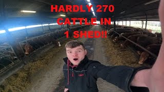 270 CATTLE IN 1 SHED FULL TO CAPACITY [upl. by Leuneb]