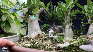 My Desert Rose Forest Show Prep Part 1 The Bonsai Zone Sept 2023 [upl. by Rotman252]