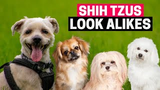 7 Dog Breeds that Look like Shih Tzu but Arent [upl. by Harneen193]