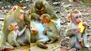 Awesome Best Video Of LunA Monkey Family  LUNO Has Nice Relationship With All Monkey Mum In Group [upl. by Adnotal]