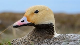 Alaskas Yukon Delta National Wildlife Refuge [upl. by Prichard555]