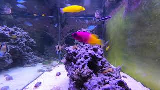 Relaxing Saltwater Reef Aquarium Alastrea Evening Feeding Frenzy [upl. by Annaliese]