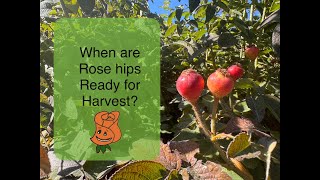 Know when to harvest your rose hips [upl. by Jeremiah223]