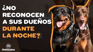 10 mitos sobre perros que la mayoría de las personas aún creen [upl. by Haim425]