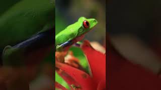 Tree Frog The Canopy Climber 🐸treefrog amphibians usa wildlife facts animalfacts [upl. by Merill]